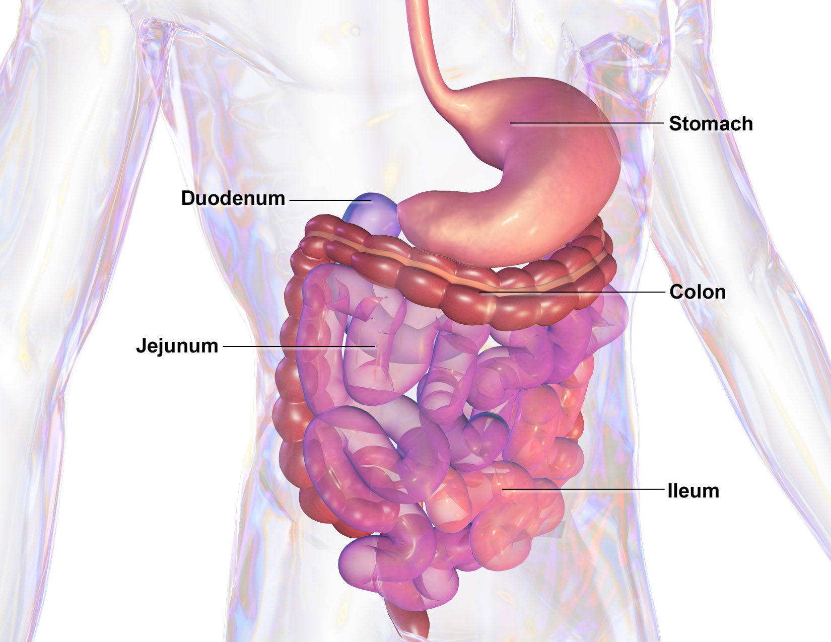 Gastroenterologists Discuss Early Signs of Digestive Disorders