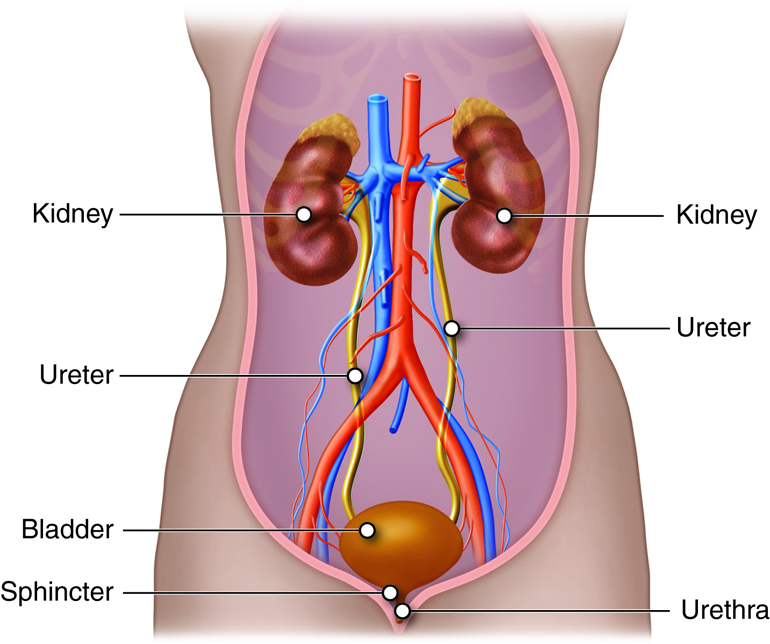 Lifestyle Changes for Managing Kidney Stones
